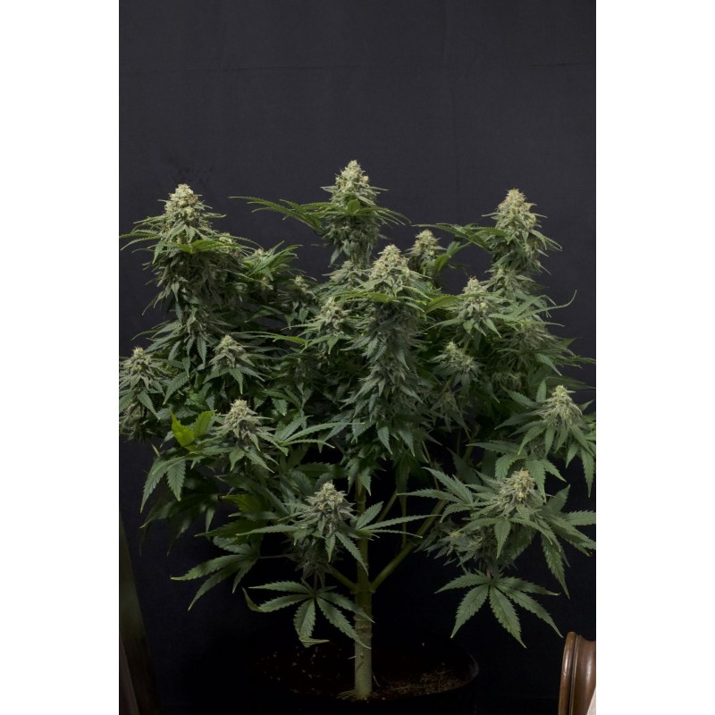 Wedding Cheesecake FF Fast Buds immagine 6