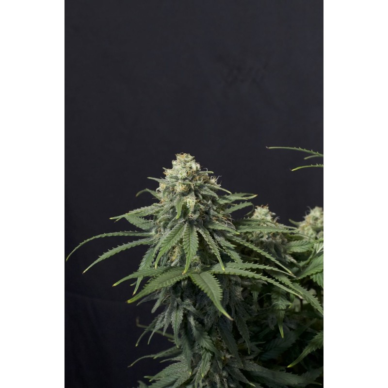 Wedding Cheesecake FF Fast Buds immagine 7