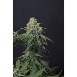 Wedding Cheesecake FF Fast Buds immagine 8