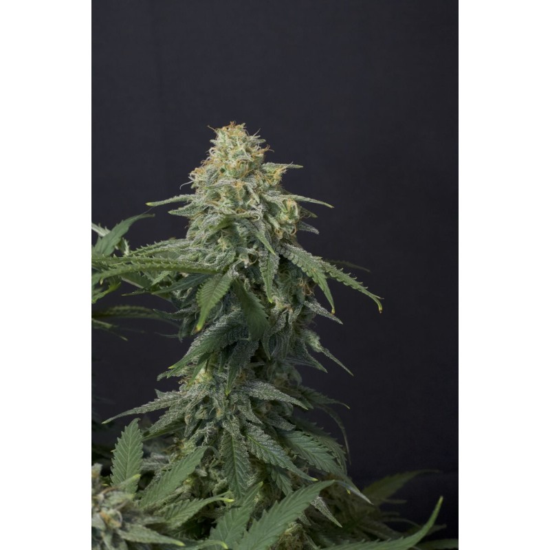 Wedding Cheesecake FF Fast Buds immagine 8