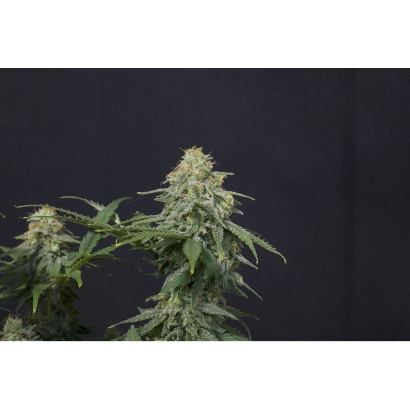 Wedding Cheesecake FF Fast Buds immagine 9