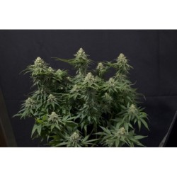 Wedding Cheesecake FF Fast Buds immagine 10