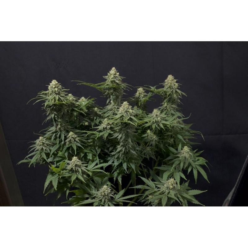 Wedding Cheesecake FF Fast Buds immagine 10