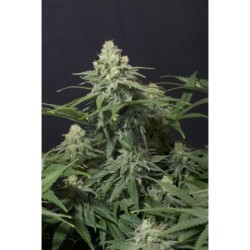 Wedding Cheesecake FF Fast Buds immagine 11