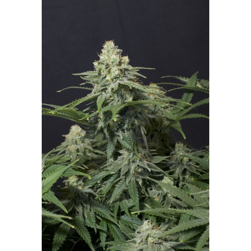 Wedding Cheesecake FF Fast Buds immagine 11