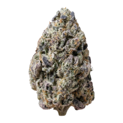 Biscotti Gelato Fast Buds