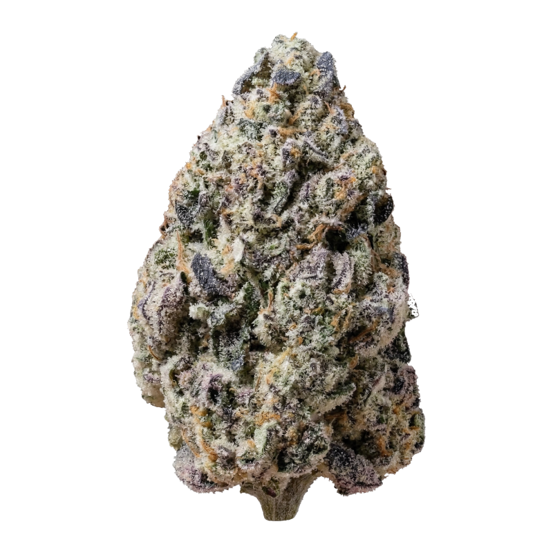 Biscotti Gelato Fast Buds