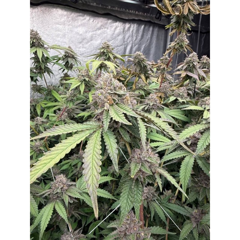 Biscotti Gelato Fast Buds immagine 2