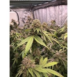 Biscotti Gelato Fast Buds immagine 3