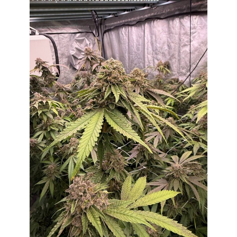 Biscotti Gelato Fast Buds immagine 3