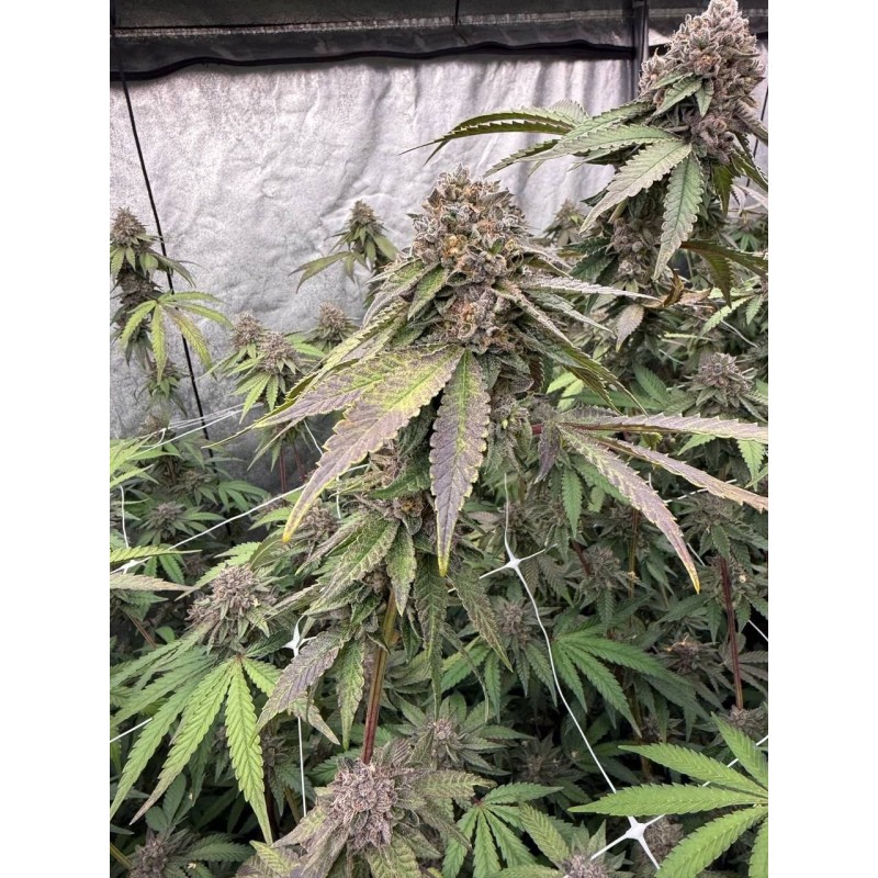 Biscotti Gelato Fast Buds immagine 4