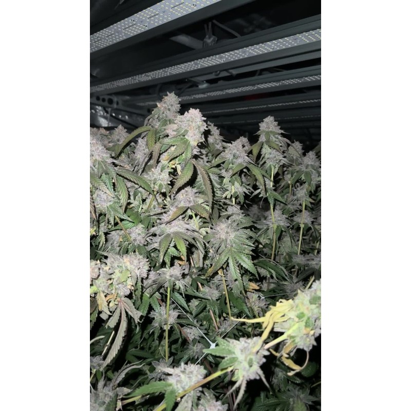 Biscotti Gelato Fast Buds immagine 5