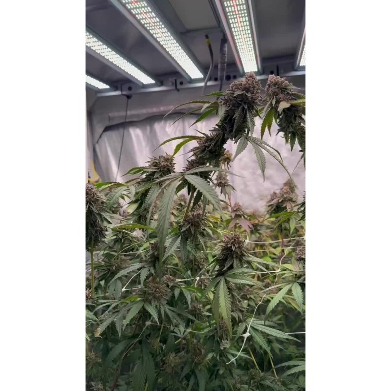 Biscotti Gelato Fast Buds immagine 6