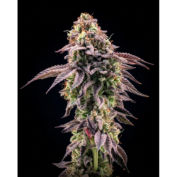 Biscotti Gelato Fast Buds immagine 7
