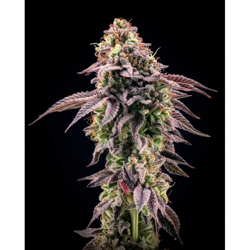 Biscotti Gelato Fast Buds immagine 7
