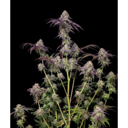 Biscotti Gelato Fast Buds immagine 8