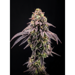 Biscotti Gelato Fast Buds immagine 9