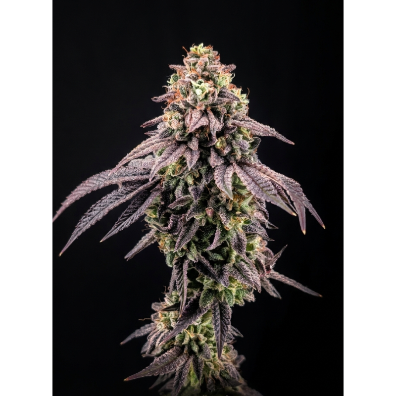 Biscotti Gelato Fast Buds immagine 9