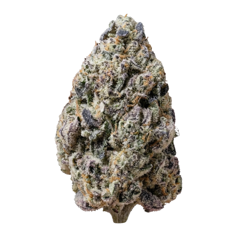 Biscotti Gelato Fast Buds immagine 10