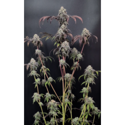 Garlic Mint Sherbet Fast Buds immagine 2