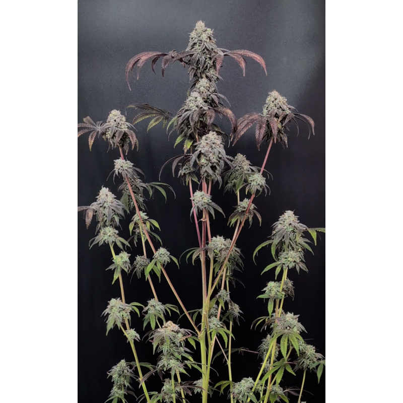 Garlic Mint Sherbet Fast Buds immagine 2
