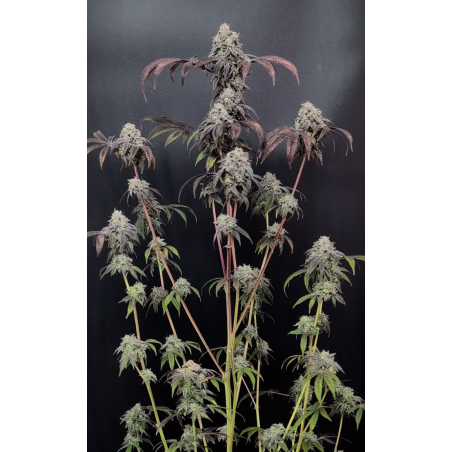 Garlic Mint Sherbet Fast Buds immagine 2