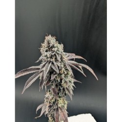 Garlic Mint Sherbet Fast Buds immagine 3