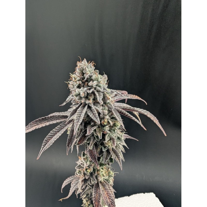 Garlic Mint Sherbet Fast Buds immagine 3