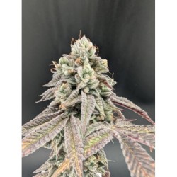 Garlic Mint Sherbet Fast Buds immagine 4