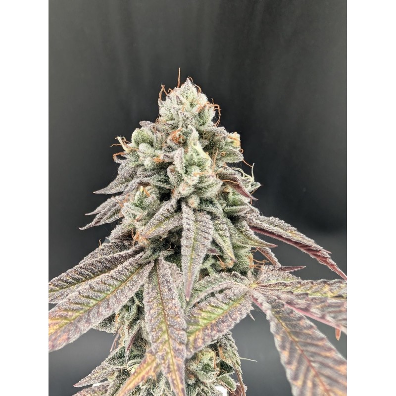 Garlic Mint Sherbet Fast Buds immagine 4