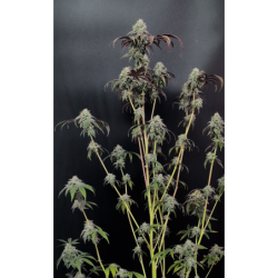 Garlic Mint Sherbet Fast Buds immagine 5