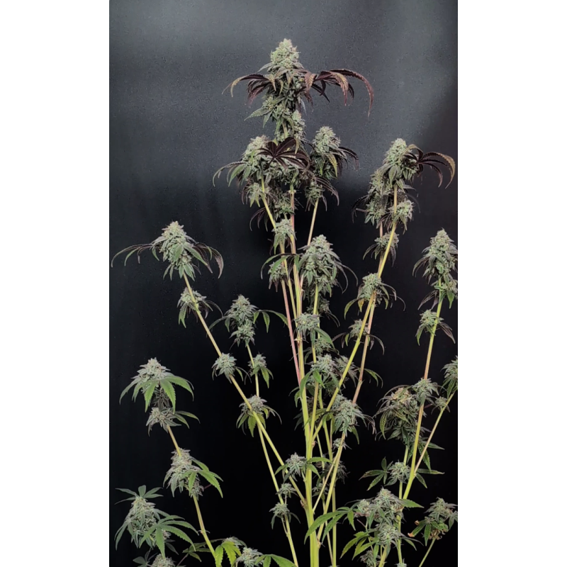 Garlic Mint Sherbet Fast Buds immagine 5