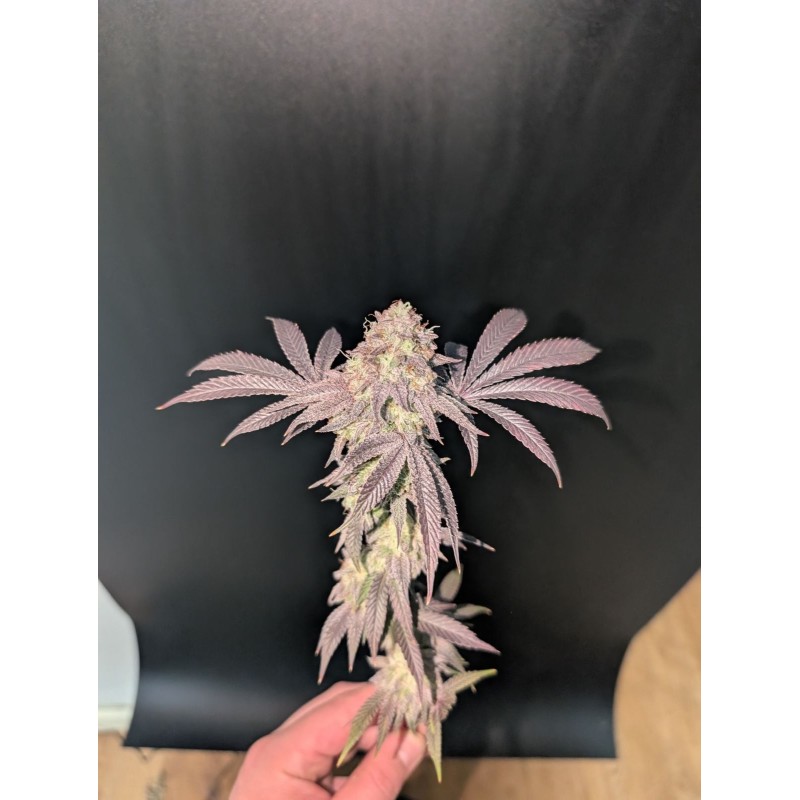 Garlic Mint Sherbet Fast Buds immagine 6