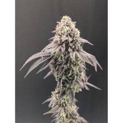 Garlic Mint Sherbet Fast Buds immagine 7