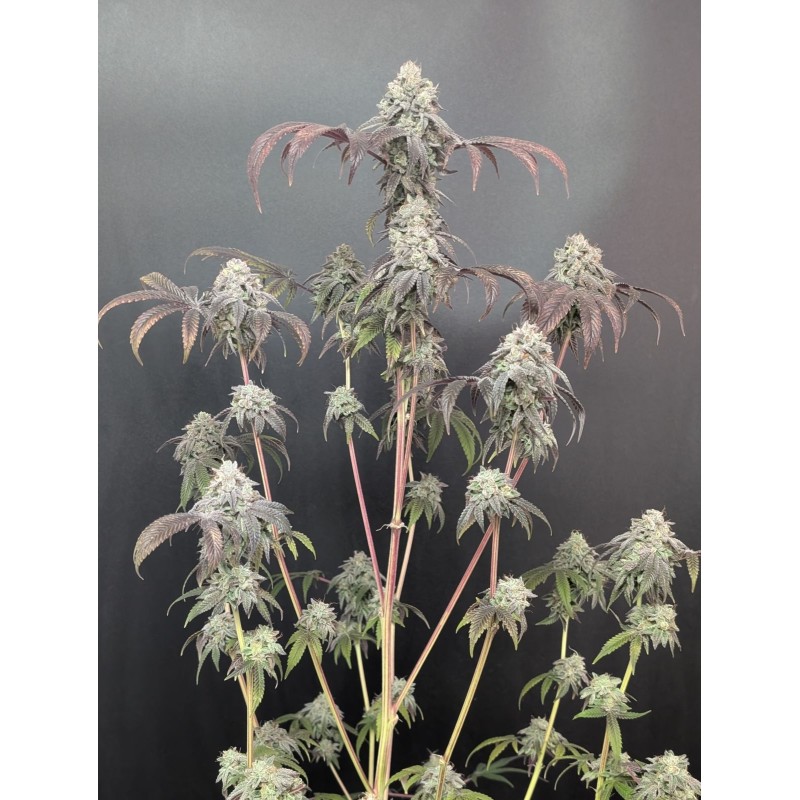 Garlic Mint Sherbet Fast Buds immagine 8