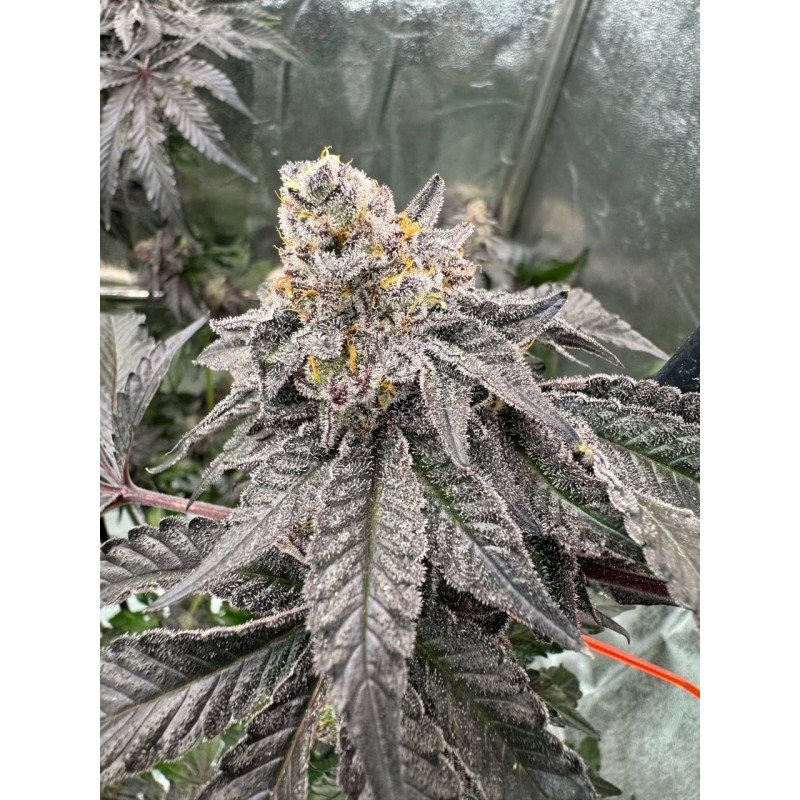 Gary Sherbet Fast Buds immagine 2