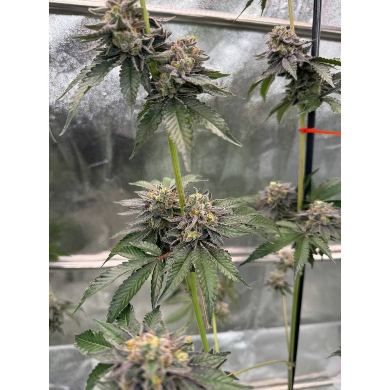 Gary Sherbet Fast Buds immagine 3