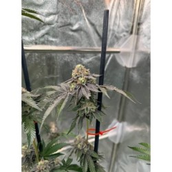 Gary Sherbet Fast Buds immagine 4