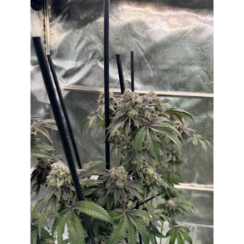 Gary Sherbet Fast Buds immagine 5