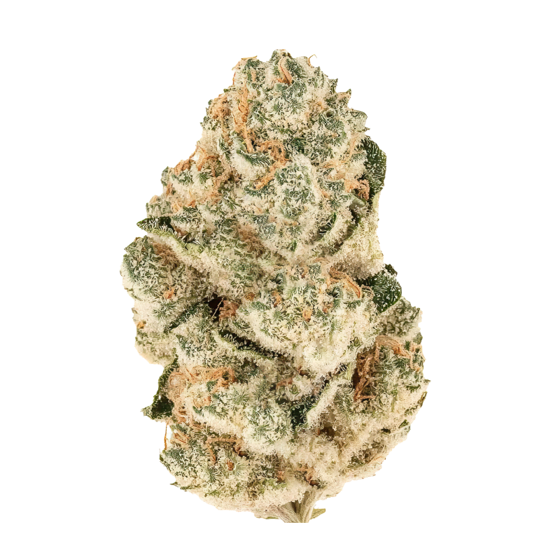 Gorilla Melon Fast Buds