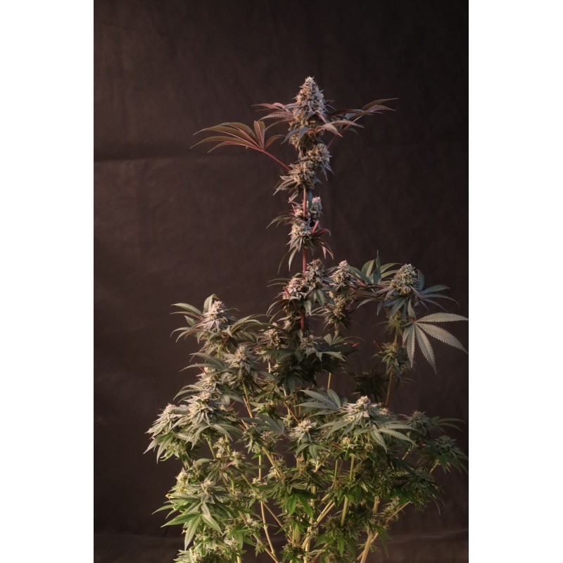 Lemon Cherry Runtz Fast Buds immagine 2