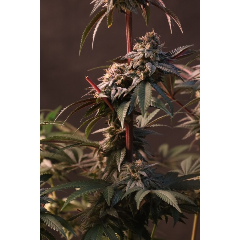 Lemon Cherry Runtz Fast Buds immagine 3
