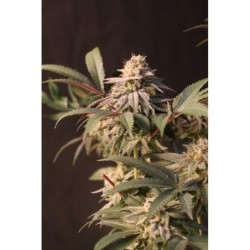 Lemon Cherry Runtz Fast Buds immagine 4