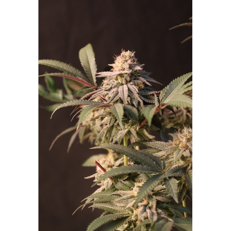 Lemon Cherry Runtz Fast Buds immagine 4