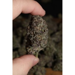 Lemon Cherry Runtz Fast Buds immagine 6