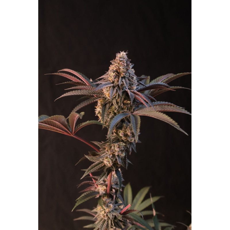 Lemon Cherry Runtz Fast Buds immagine 8
