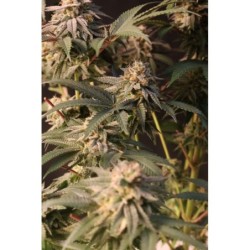 Lemon Cherry Runtz Fast Buds immagine 9