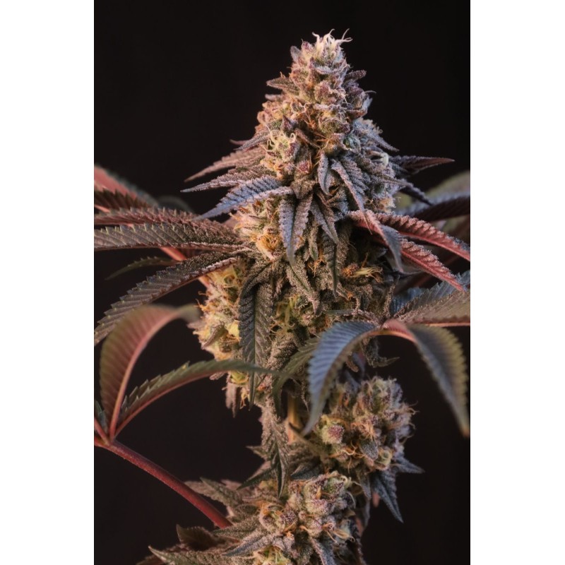 Lemon Cherry Runtz Fast Buds immagine 10