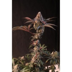 Lemon Cherry Runtz Fast Buds immagine 11