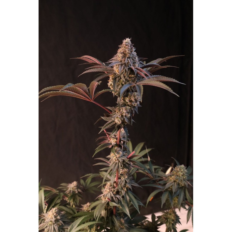 Lemon Cherry Runtz Fast Buds immagine 11